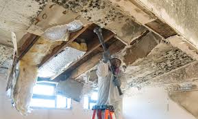 Best Emergency Mold Remediation in Roseland, OH